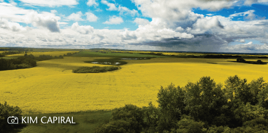 Aerial shot of a canola field