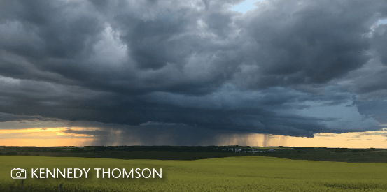 Canola field during a rain storm