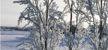 Frosty trees at farm 365X170 Frosty farm scene