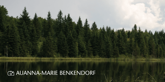 Summer image of a lake with trees