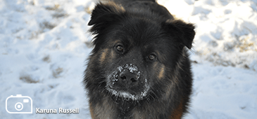 FAQ Personalization 365X170 Dog in winter