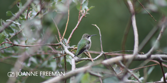 bird sitting on a branch