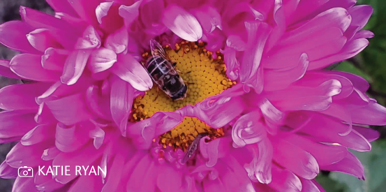2Cardwidget 553X275 Flower Katie Ryan BEE WITH FLOWER; PHOTO CREDIT KATIE RYAN