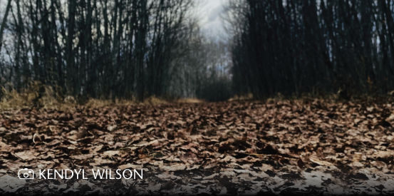 Autumn day walking path; Photo Credit: Kendyl Wilson