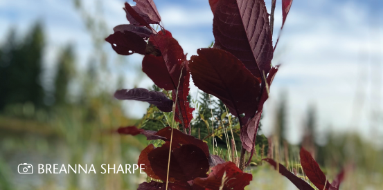 2Cardwidget 553X275 Budmiller Breannasharpe Purple Leaves at Budmiller; Photo Credit Breanna Sharpe
